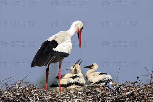 White stork (Ciconia ciconia) watering young birds, at the nest, Philippsburg, Baden-Württemberg,