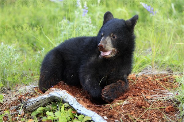 American black bear (Ursus americanus), young, 6 months, digging, digging, digging