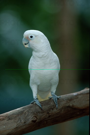 Goffin's Cockatoo (Cacatua goffini)