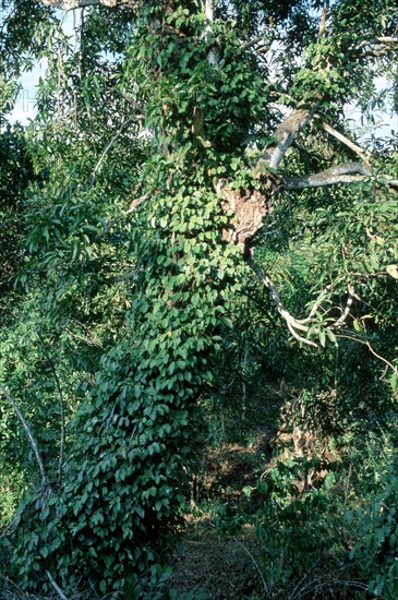 Black Pepper (Piper nigrum) bush, Madagascar, Africa