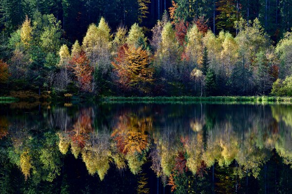 Trees reflected in the Sankenbachsee, Karsee, autumn, near Baiersbronn, Freudenstadt district,
