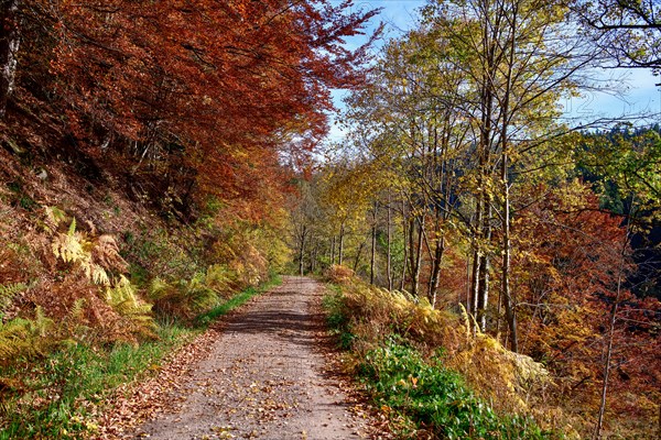Hiking trail near the Sankenbachsee, Karsee, autumn, near Baiersbronn, Freudenstadt district, Black