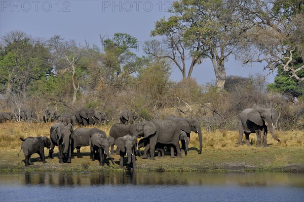 Elephant (Loxodonta africana) herd on the Cuando River, Bwabwata National Park, Zambezi Region,