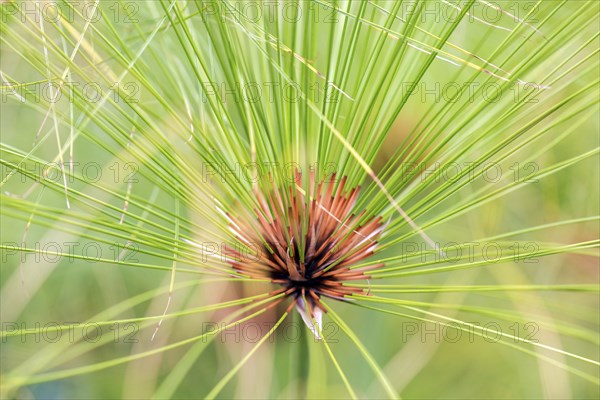 True papyrus sedge (Cyperus papyrus), Madeira, Portugal, Europe