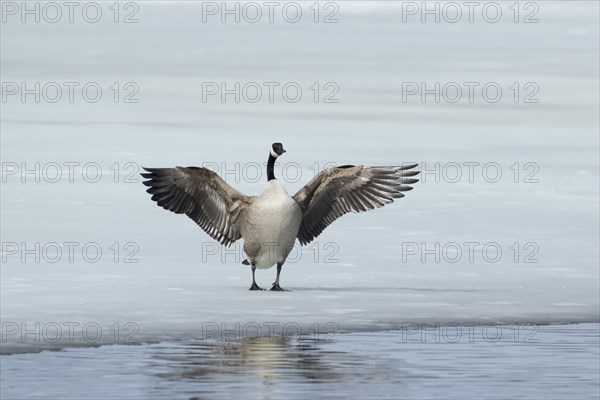 Canada goose -branta canadensis- flapping wings