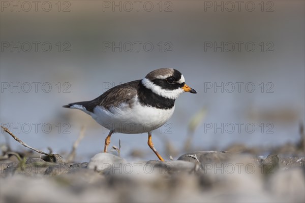 Ringed plover foraging for food