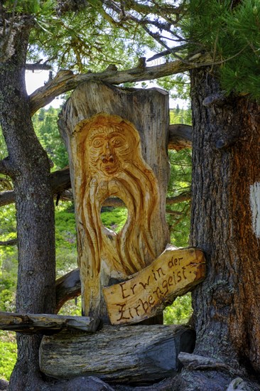 Swiss pine trunk on the Swiss pine path, on the Graukogel, Bad Gastein, Gastein Valley, Salzburger