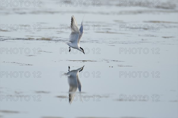 Gull-billed tern (Gelochelidon nilotica) flying in the sky, hunting, ebro delta, Catalonia, Spain,