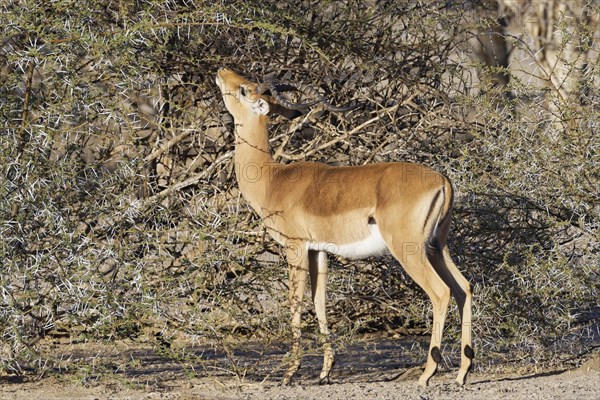 Common impala (Aepyceros melampus), adult male looking for acacia leaves among the thorns, savanna,