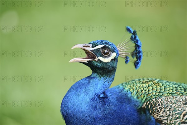Indian peafowl (Pavo cristatus) portrait, Spain, Europe