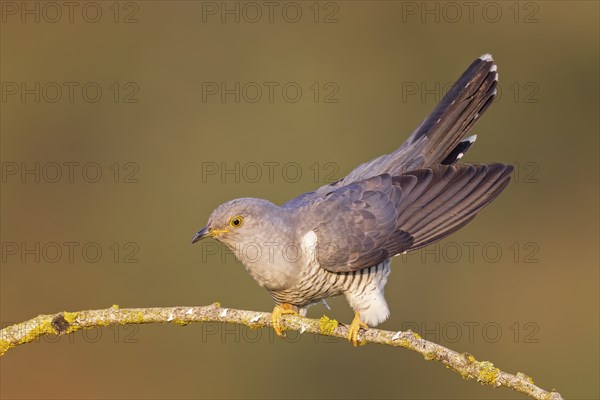 Common cuckoo (Cuculus canorus) calling, courting, male on dry branch, calling station, Middle Elbe