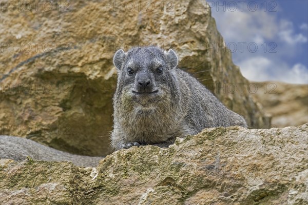 Rock hyrax, dassie, Cape hyrax, rock rabbit (Procavia capensis) resting on rock ledge, native to