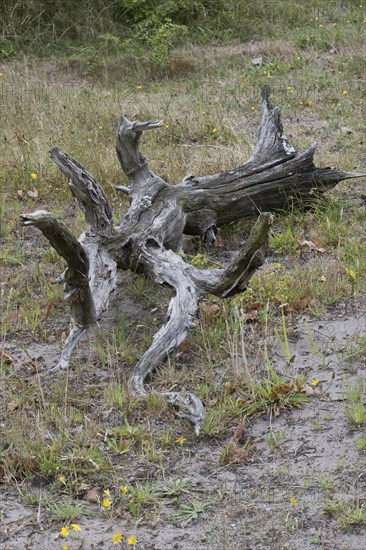 Deadwood, tree trunk, Terschelling, Netherlands
