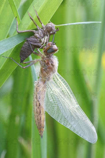 Two-spot (Epitheca bimaculata), imago with exuvium on a reed stalk, after hatching, finished