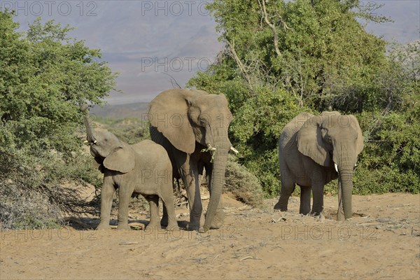 Desert elephants or African elephants (Loxodonta africana), in the dry riverbed of the Huab,