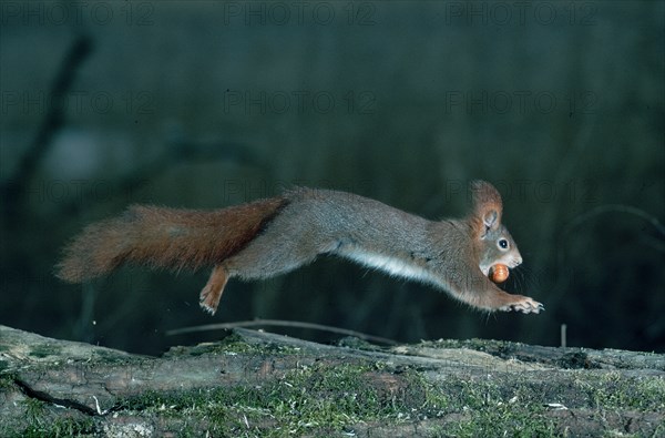 Red Squirrel (Sciurus vulgaris) with hazel nut, Germany, freistellbar, Europe