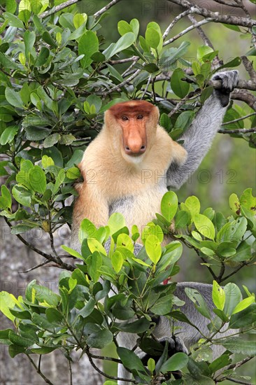 Proboscis Monkey (Nasalis larvatus), male, Labuk Bay, Sabah, Borneo, Malaysia, Asia