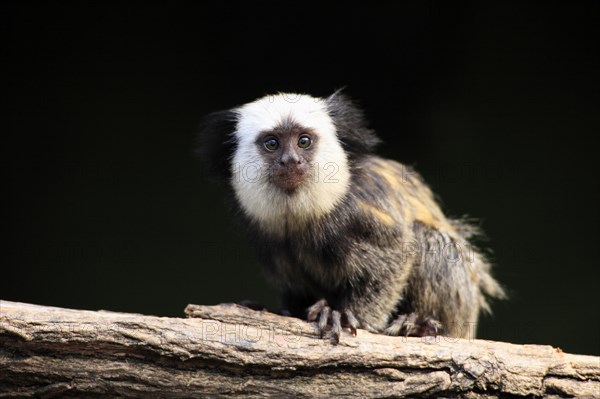 White-faced Marmoset, young, Brazil (Callithrix jacchus geoffroyi)