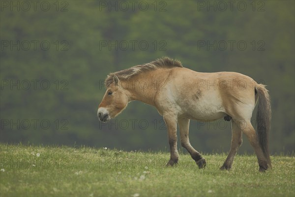 Przewalski's horse (Equus ferus przewalskii), captive