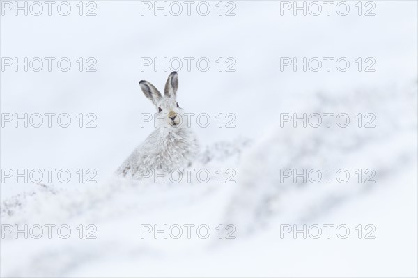 Mountain hare in Winterfell ( Lepus timidus) , Cairngorms National Park, Scotland, Great Britain