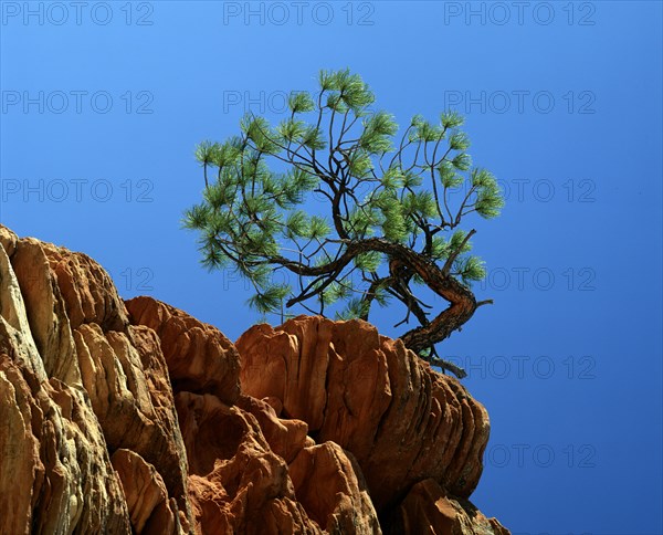 Ponderosa Pine on rock, /, Zion national park, Utah, USA, Ponderosa Pine (Pinus ponderosa) on