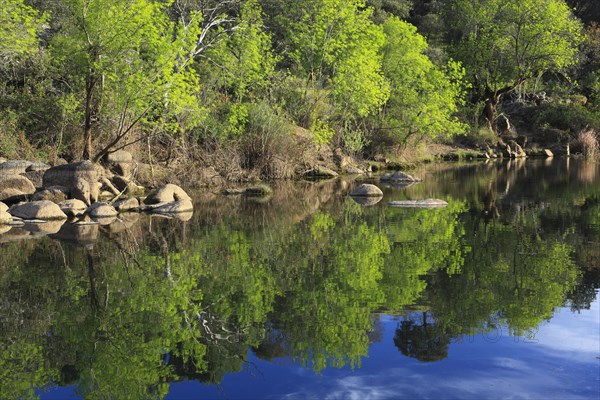 Rio Jandula, Sierra de Andujar National Park, Jaon Province, Andalusia, Spain, Europe