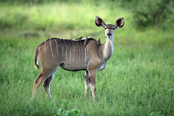 Greater Kudu (Tragelaphus strepsiceros), female, with Oxpeckers (Buphagus), Kruger national park,