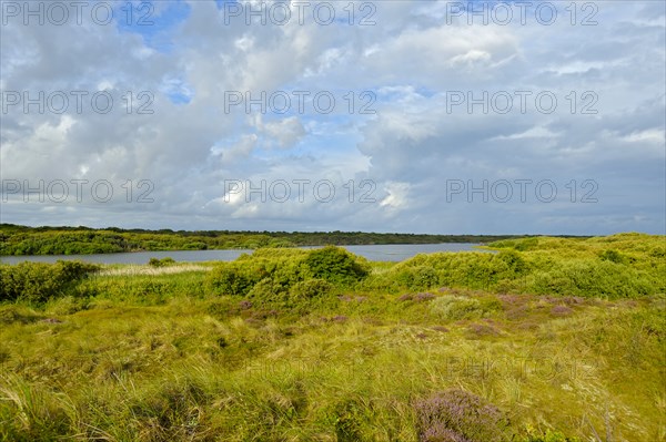 De Geul nature reserve, breeding site of spoonbill colony, Den Hoorn, Texel island, North Holland,