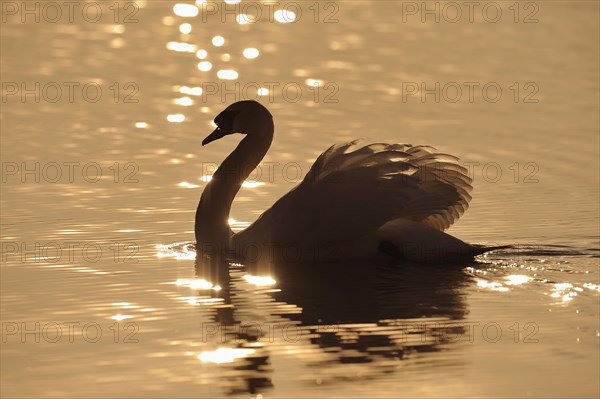 Mute swan (Cygnus olor), lateral, Germany, Europe