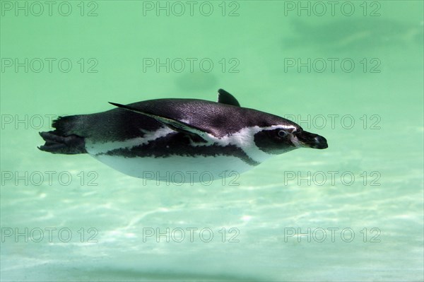 Humboldt's Penguin (Spheniscus humboldti)