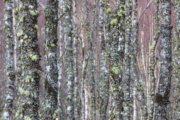 Lichen covered birch trunks, n, Cairngorms National Park, Scotland, United Kingdom, Europe