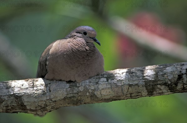 Ruddy Ground Dove (Columbina talpacoti), Tobago