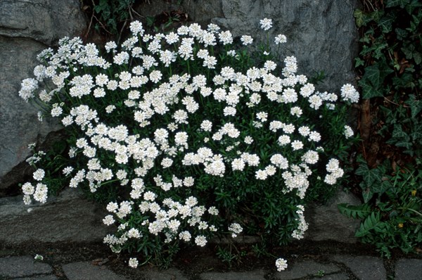 Evergreen Candytuft (Iberis sempervirens), evergreen candytuft, flowers, garden plants cruciferous,