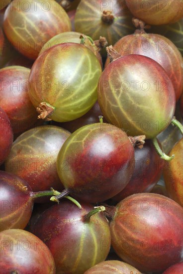 Gooseberries (Ribes uva-crispa)