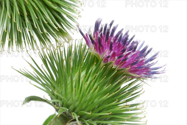 Big burdock (Arctium lappa)