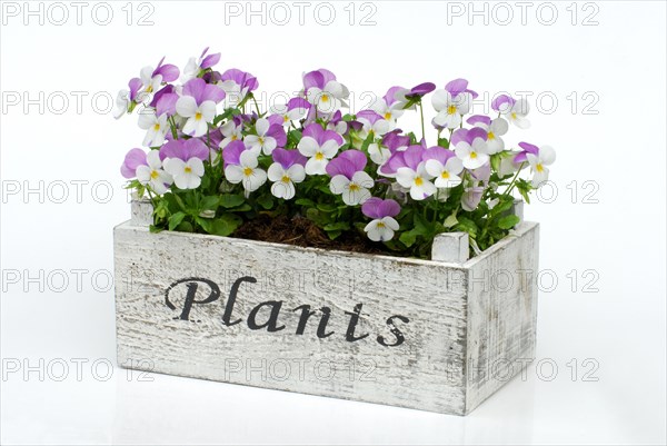 Pansy in flower box (Viola) , Pansy