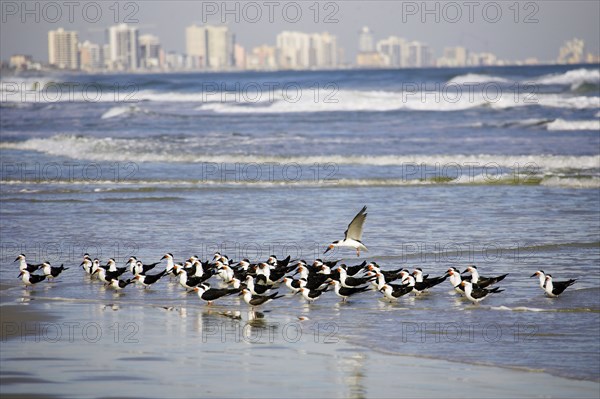 Black-mantled Skimmer (Rynchops niger), Florida, American Skimmer, USA, North America