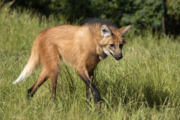 Maned Wolf (Chrysocyon brachyurus)