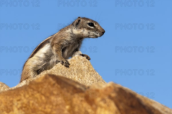 Barbary ground squirrel (Atlantoxerus getulus), chipmunk, Atlantic squirrel, ground squirrel,
