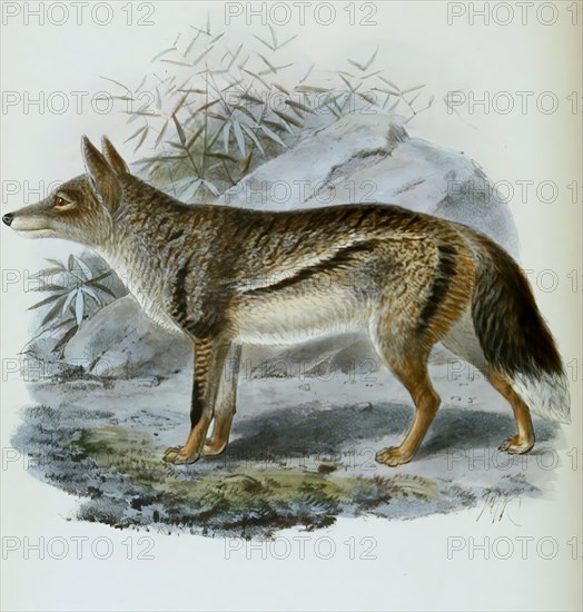 Striped jackal (Canis adustus), Lupulella adusta, Historical, digitally restored reproduction of a