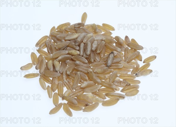 Khorasan wheat (Triticum turgidum × polonicum), also called kamut, is an old variety of spring