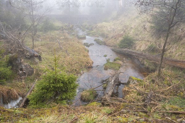 Stream at the Oderteich, Nebel, Harz National Park, Lower Saxony, Germany, Europe