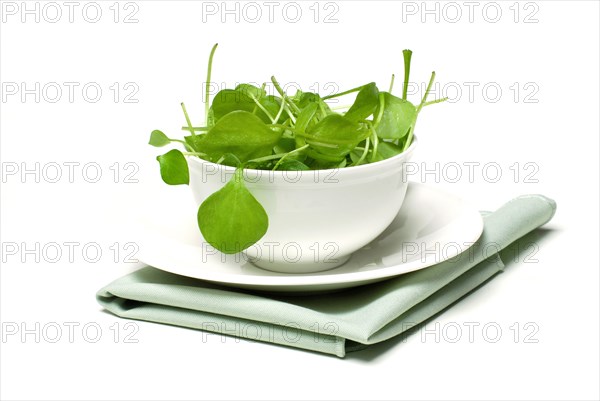 Portulaca oleracea-salad in bowl, summer, spice, vegetables, postelein, Bürzelkraut, salad