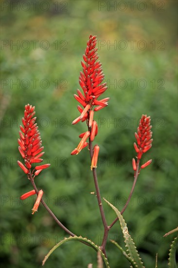 Prickly uitenhage aloe (Aloe africana), South Africa, Africa