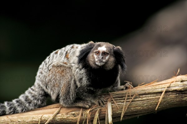 Wied's tufted-eared marmoset, wied's marmoset (Callithrix kuhlii), Brazil, South America