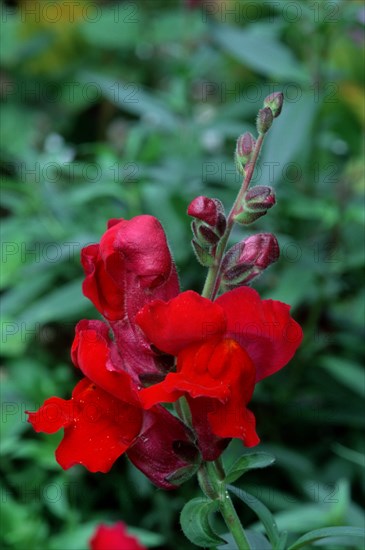 Snapdragon (Antirrhinum majus)