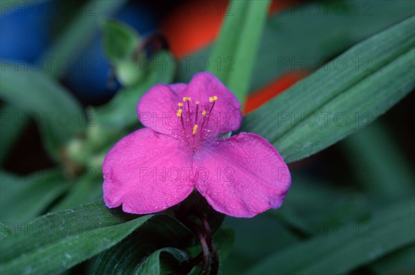 Spiderwort (Tradescantia)