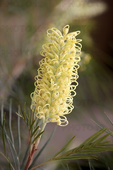 Hakea, Northern Territory, Australia (Hakea leucoptera)