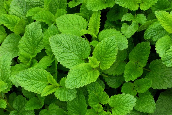 Lemon Balm or Sweet Balm (Melissa officinalis)