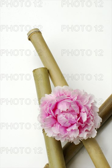 Peony (Paeonia lactiflora) and bamboo sticks, peony, bamboo stick, bamboo